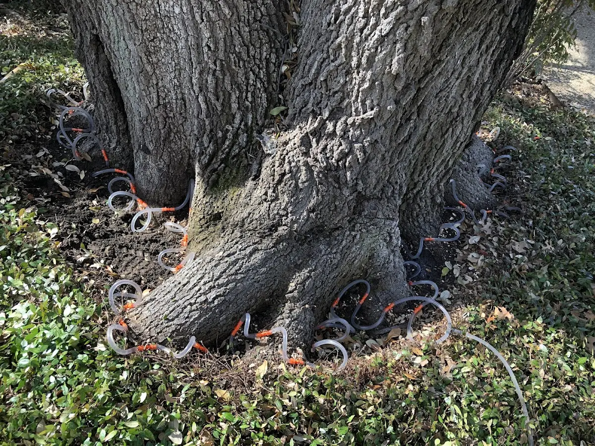 Detailed Tree Cabling and Bracing job site in Arabi